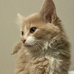 Team Page: Team Kenny